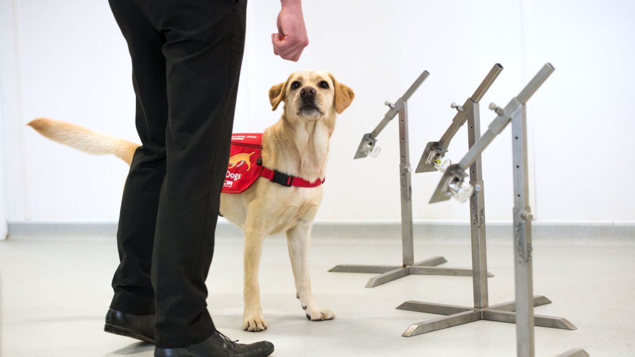 saintis kini latih anjing untuk kesan pesakit covid-19 guna deria bau