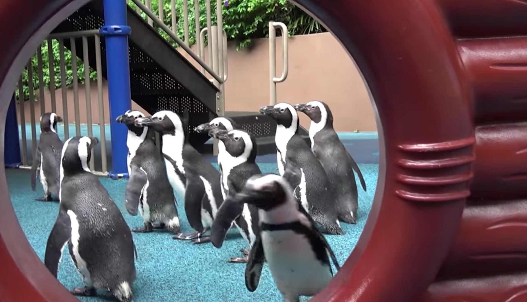 penguin kini bebas dari kurungan lepas zoo tiada pengunjung akibat covid-19