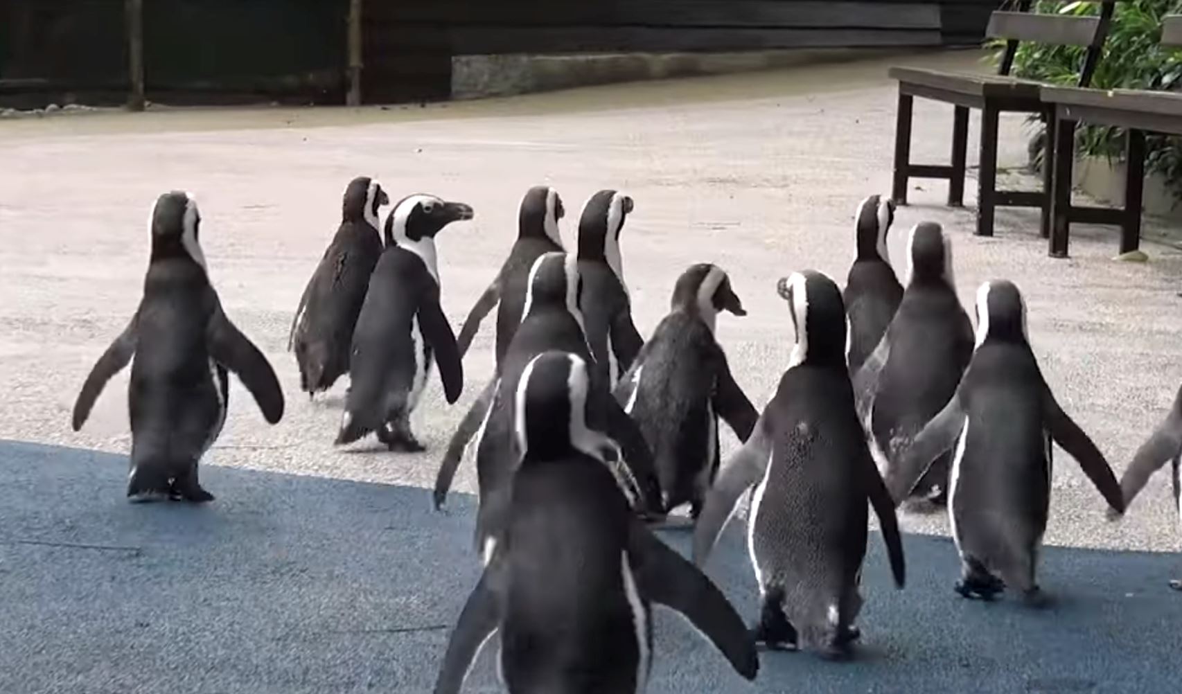 penguin kini bebas dari kurungan lepas zoo tiada pengunjung akibat covid-19