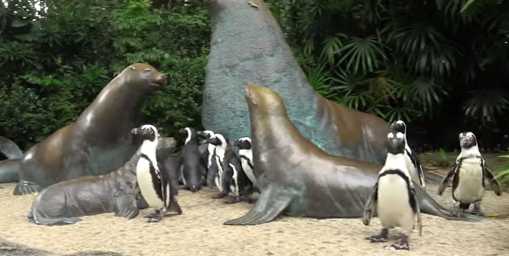 penguin kini bebas dari kurungan lepas zoo tiada pengunjung akibat covid-19