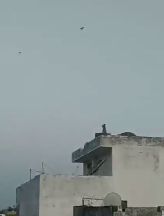 monyet dirakam main layang-layang ketika manusia sedang berkurung