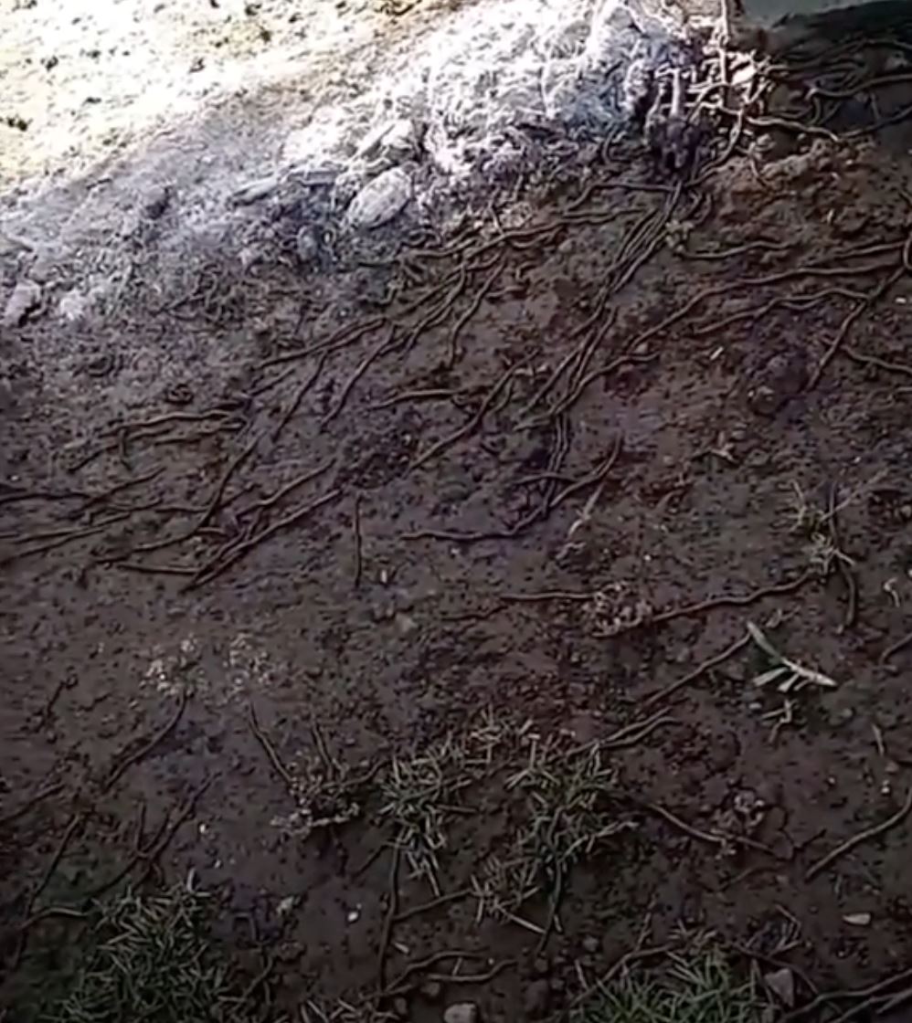 terlampau banyak, cacing tak henti-henti keluar dari tanah di indonesia