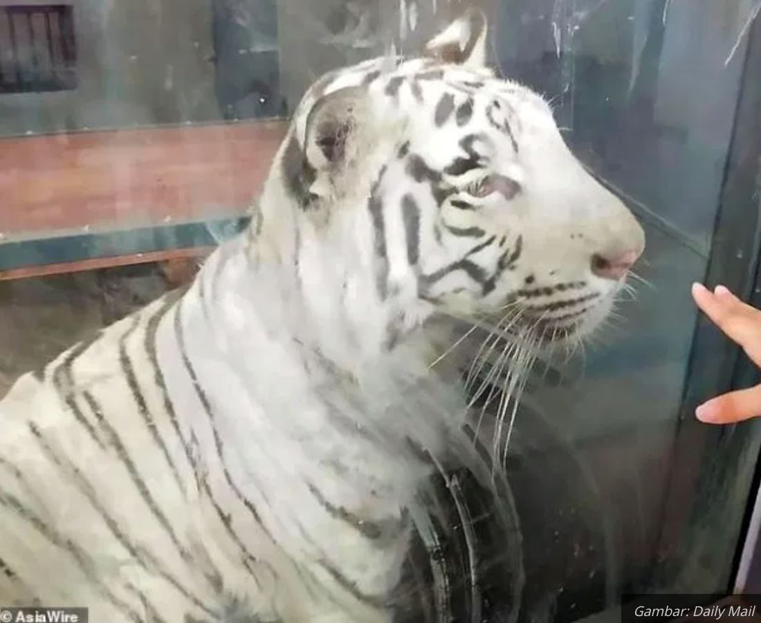 harimau dalam kurungan berjalan dalam bulatan tanpa henti disyaki sedang murung