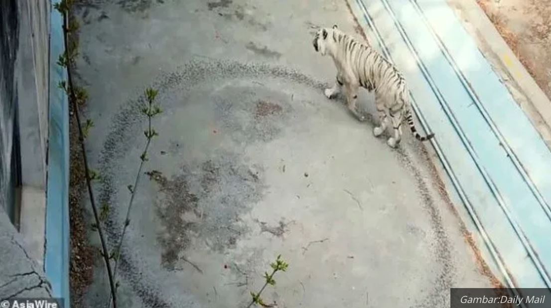 harimau dalam kurungan berjalan dalam bulatan tanpa henti disyaki sedang murung