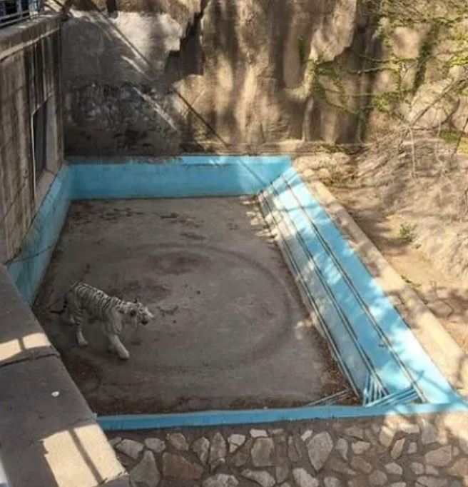 harimau dalam kurungan berjalan dalam bulatan tanpa henti disyaki sedang murung