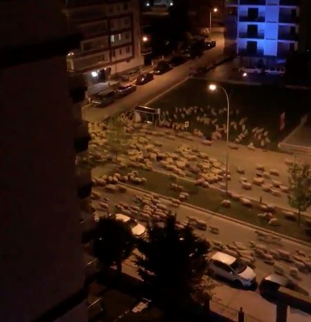 segerombolan biri-biri buat rombongan di bandar sunyi akibat lockdown