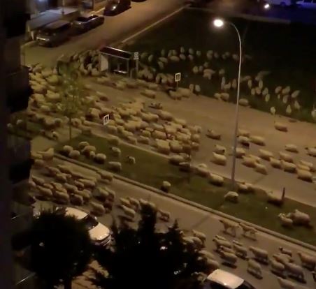 segerombolan biri-biri buat rombongan di bandar sunyi akibat lockdown