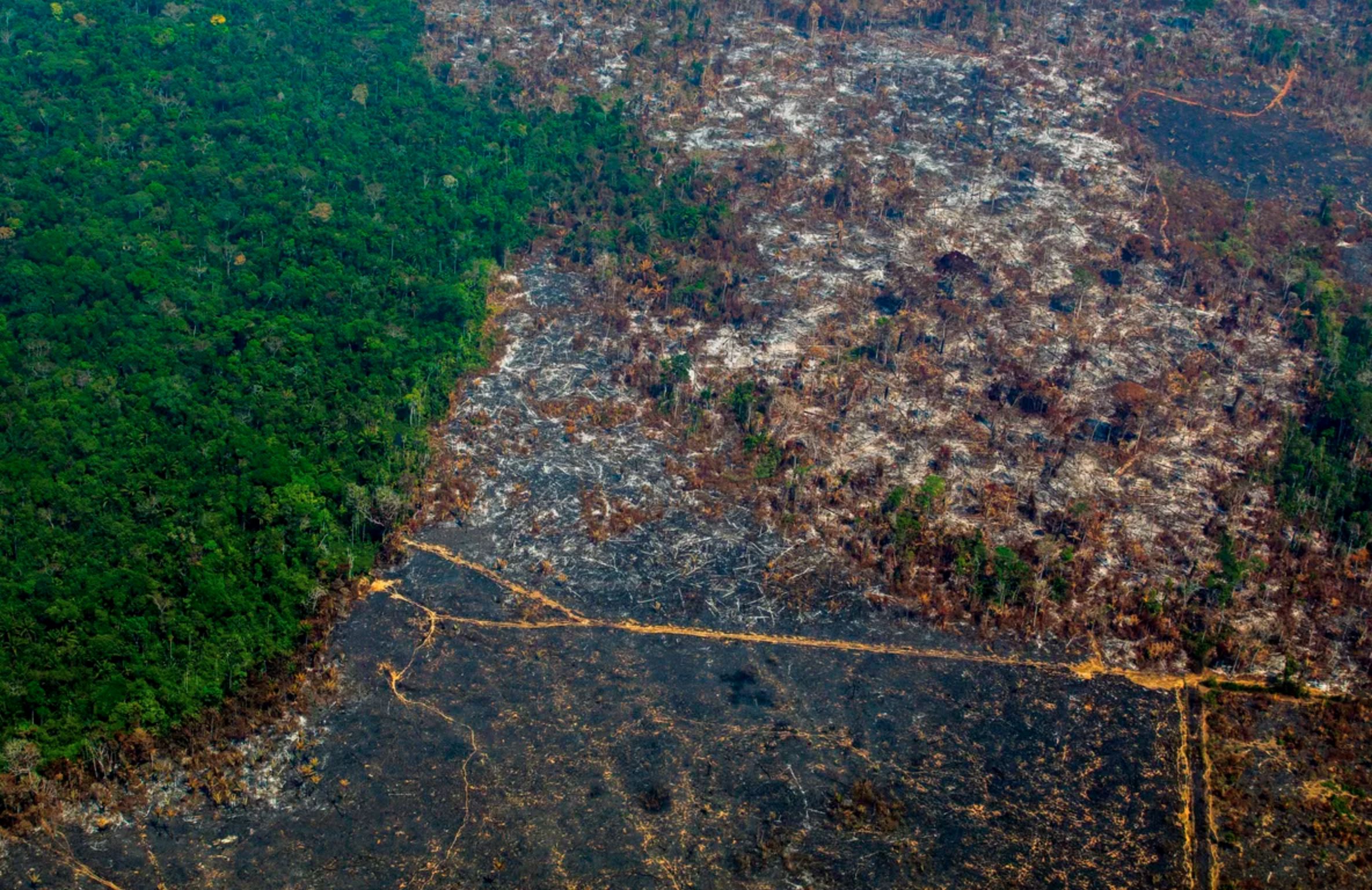 hutan amazon boleh jadi pusat wabak covid-19 seterusnya