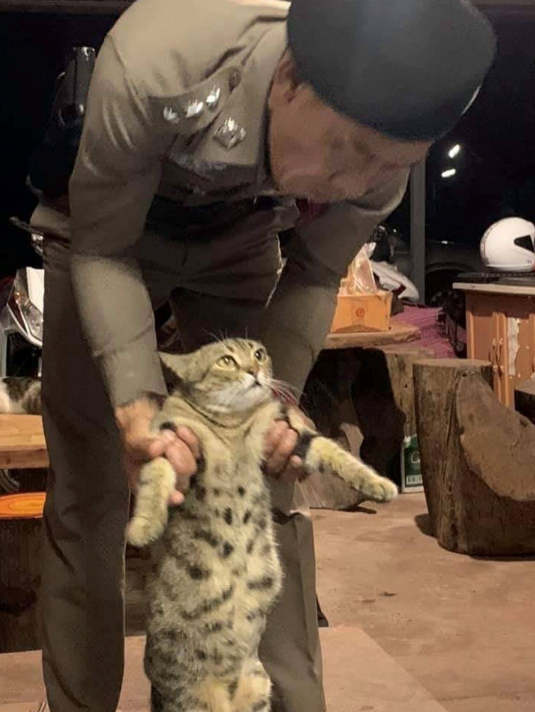 gara-gara keluar malam, kucing di thailand ditahan polis ingkar perintah berkurung