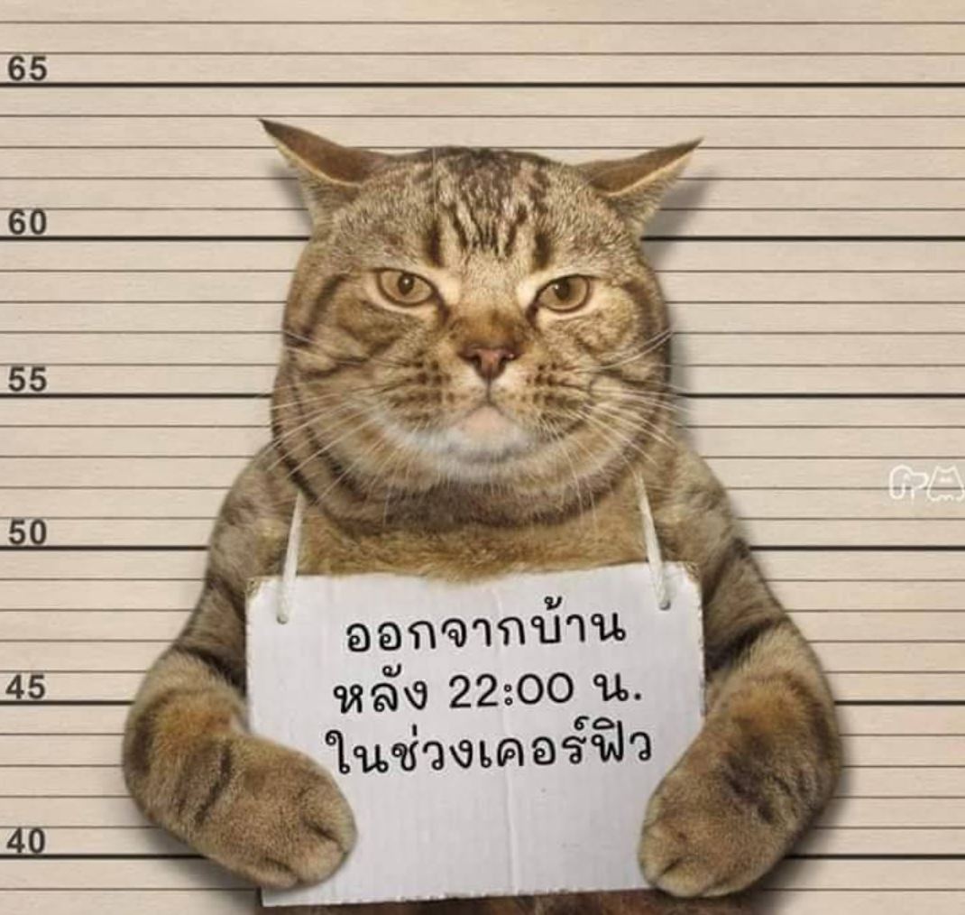 gara-gara keluar malam, kucing di thailand ditahan polis ingkar perintah berkurung
