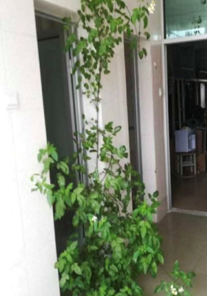 lama tak balik hostel, cendawan tumbuh dekat mop, pokok mula menjalar dalam asrama