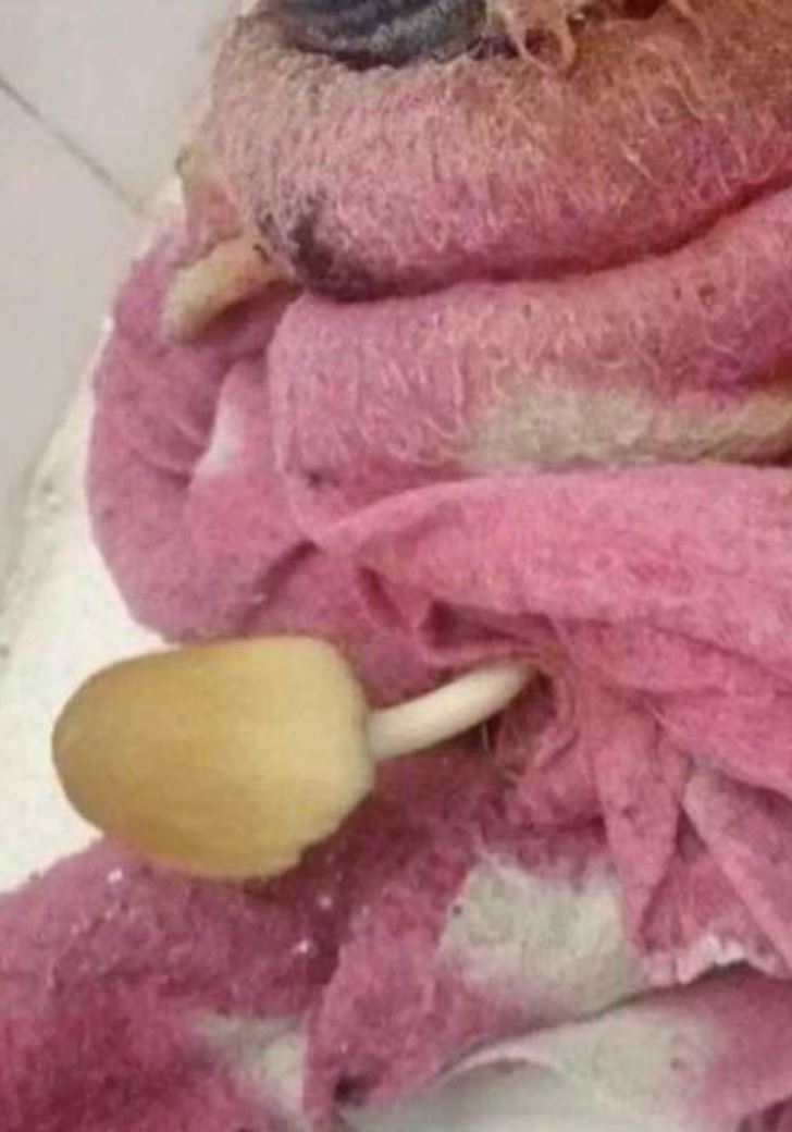 lama tak balik hostel, cendawan tumbuh dekat mop, pokok mula menjalar dalam asrama