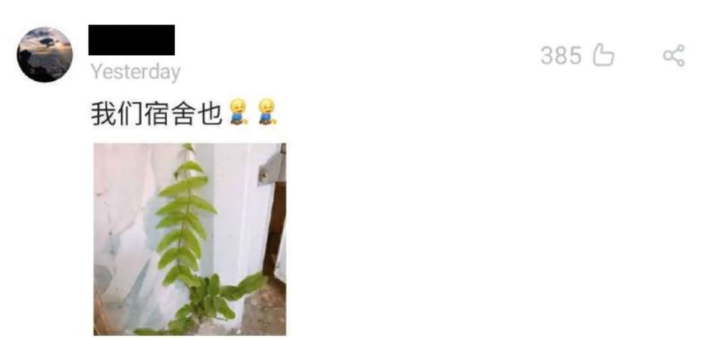 lama tak balik hostel, cendawan tumbuh dekat mop, pokok mula menjalar dalam asrama