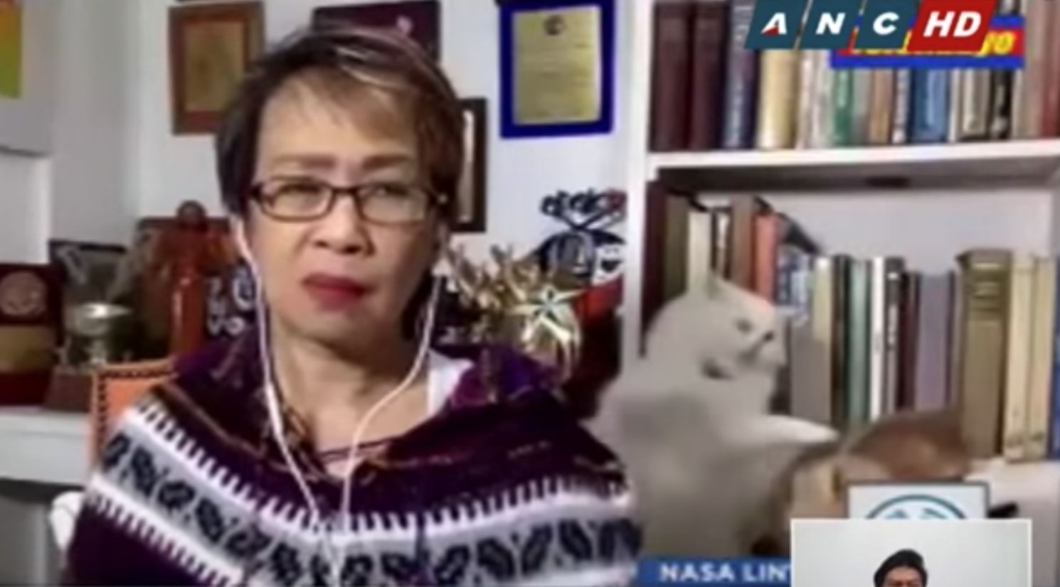 kucing bergaduh ketika live, wartawan filipina kekal tenang kerja dari rumah