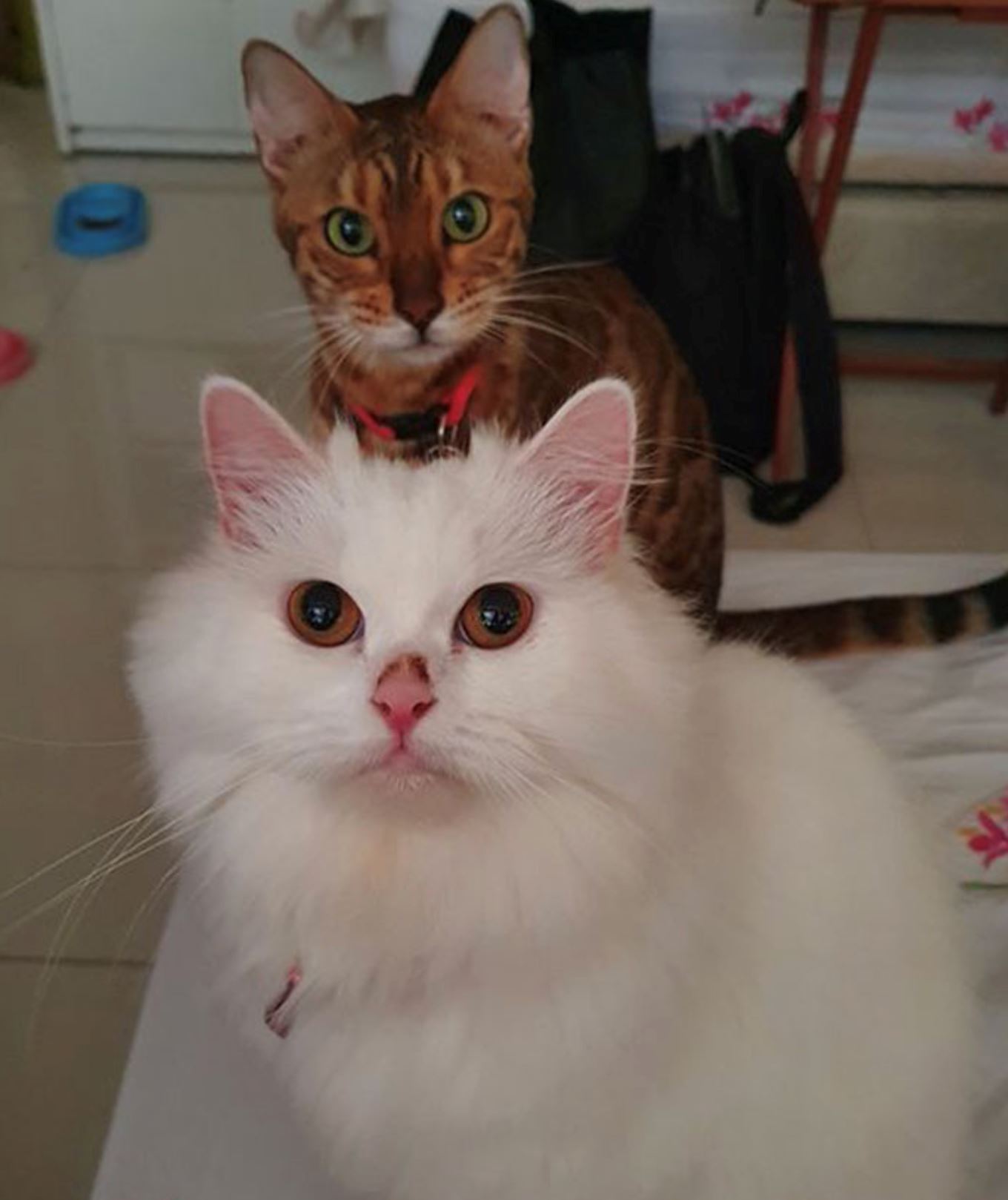 kucing bergaduh ketika live, wartawan filipina kekal tenang kerja dari rumah