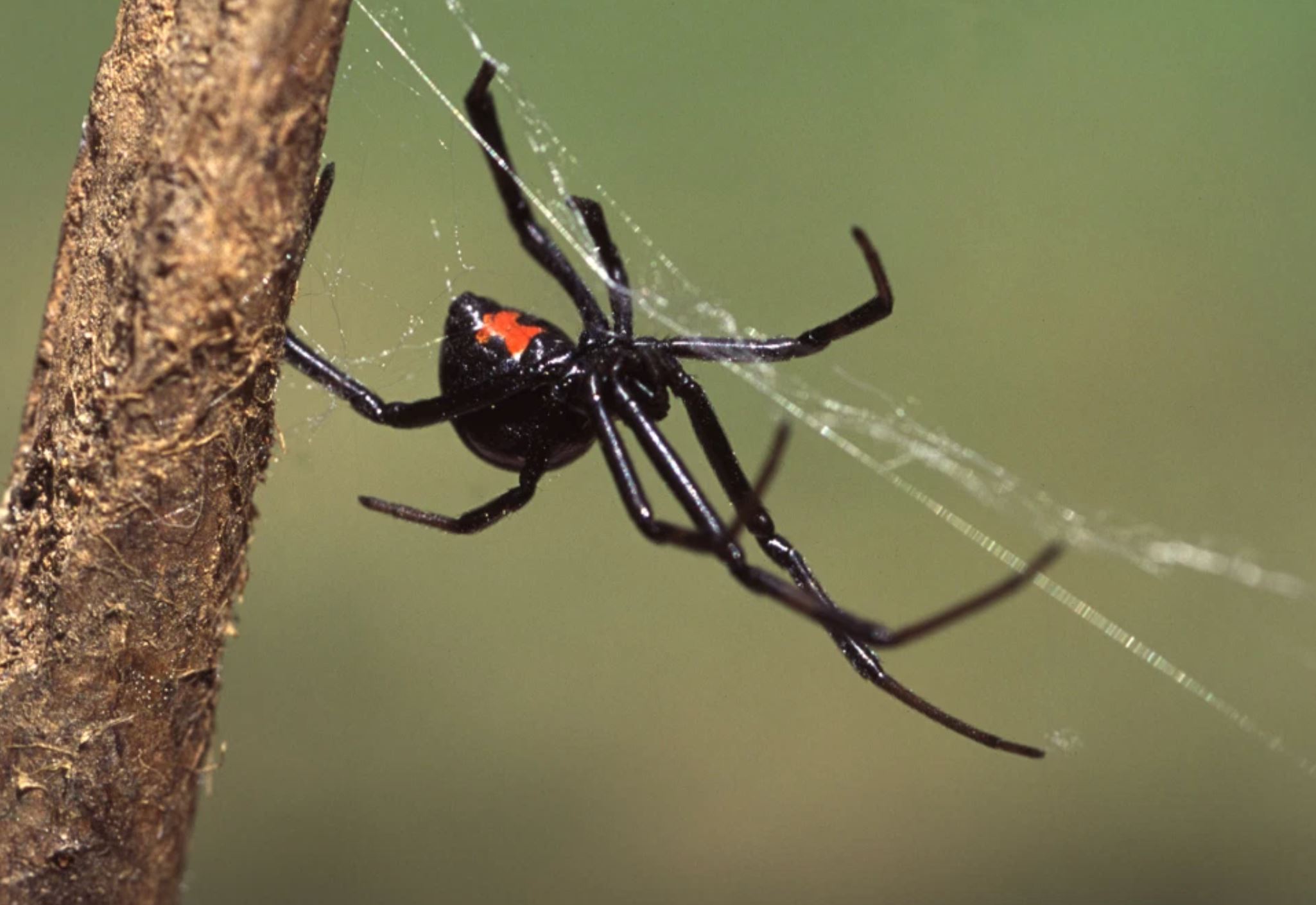 budak lelaki sengaja biar labah-labah gigit sebab nak jadi spiderman