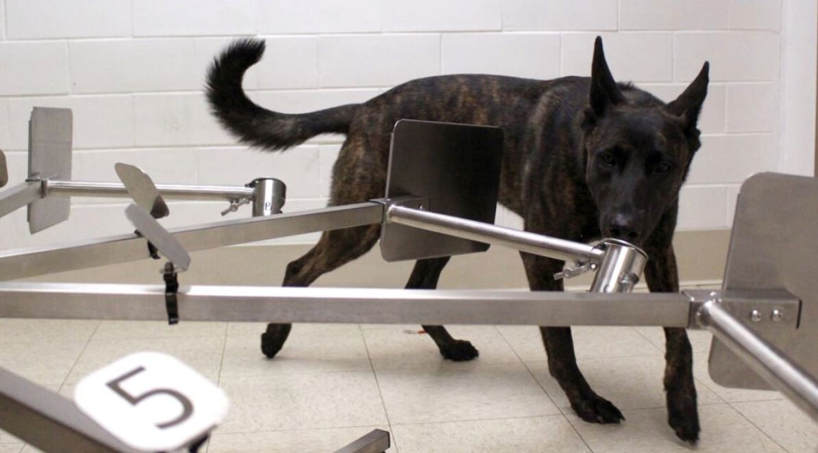 saintis kini latih anjing untuk kesan pesakit covid-19 guna deria bau