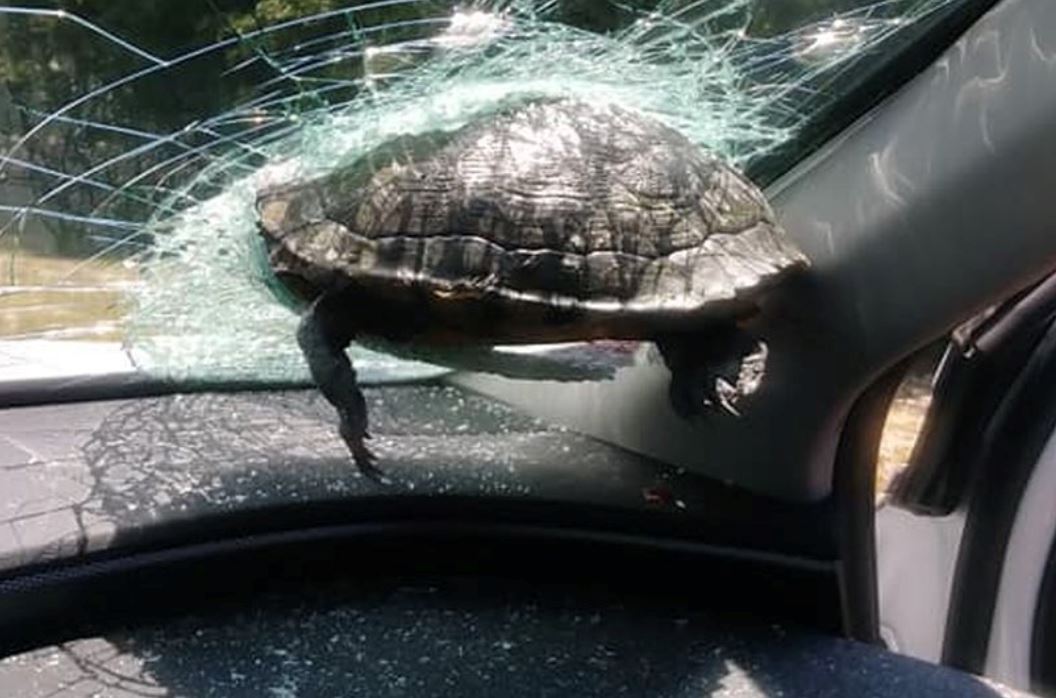 ingatkan batu, rupanya kura-kura 