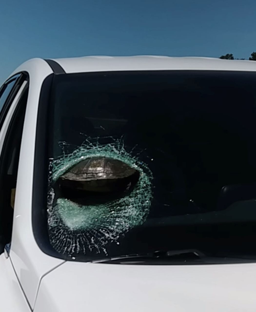 ingatkan batu, rupanya kura-kura 