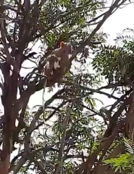 penduduk panik lepas monyet bawa lari darah covid-19