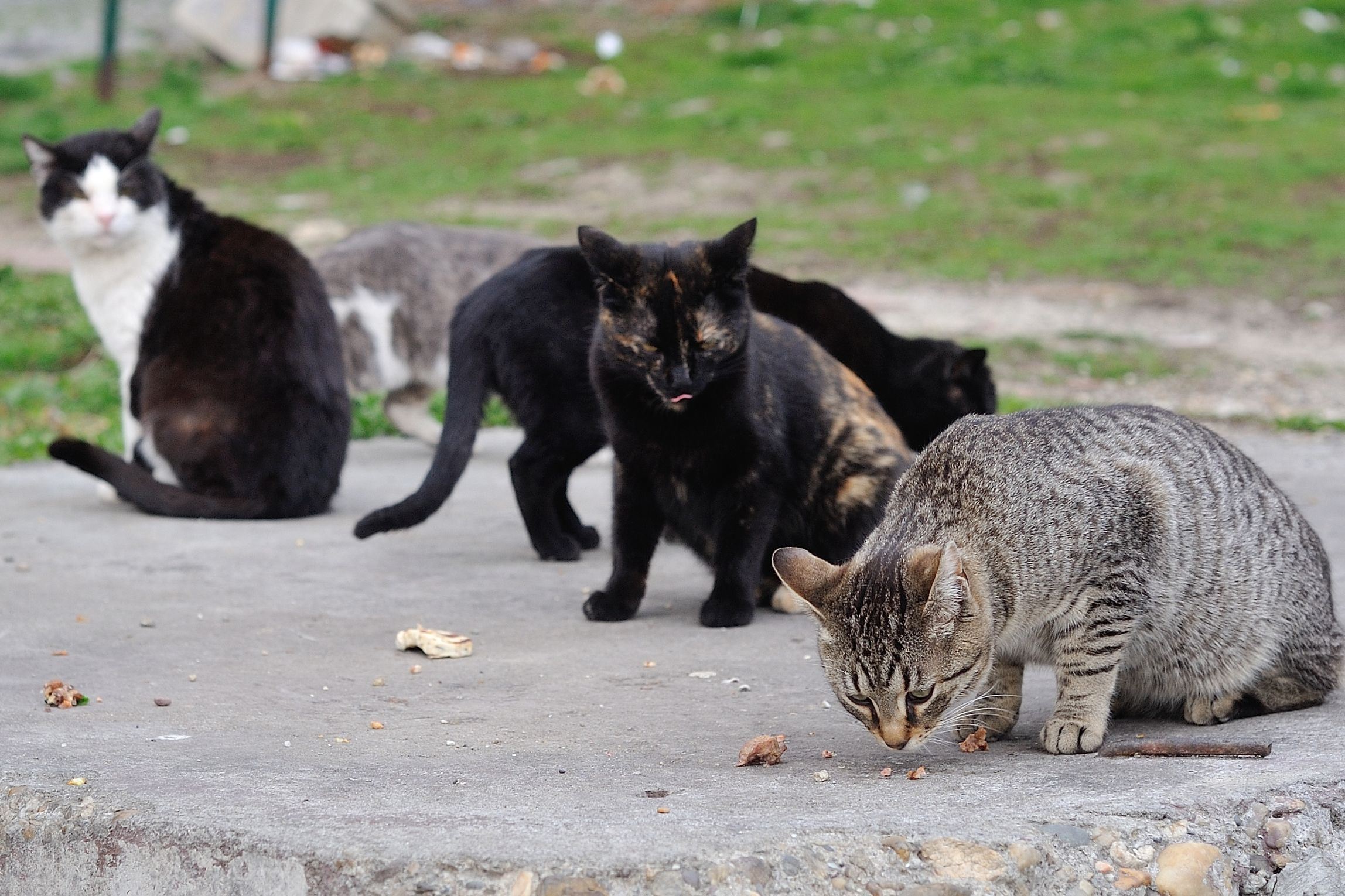 kes buang haiwan peliharaan meningkat tiga kali ganda sepanjang pkp