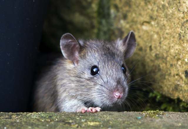hong kong dilanda wabak misteri, kali ini jangkitan dari tikus jalanan