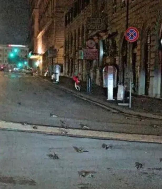 bunga api tahun baru punca ratusan burung mati