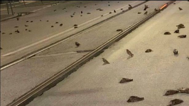 bunga api tahun baru punca ratusan burung mati