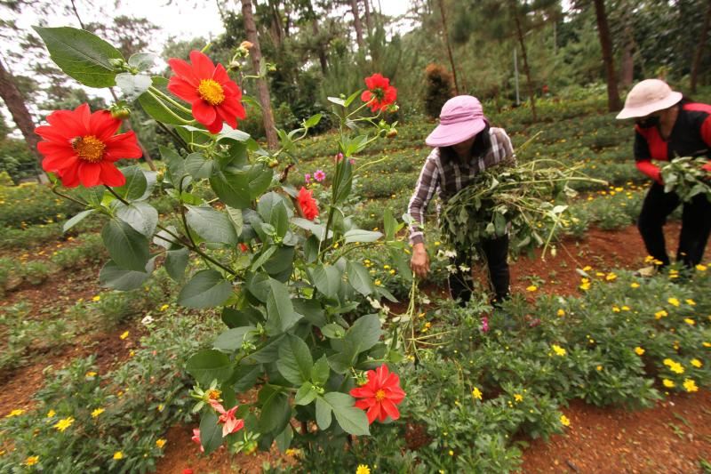 harga naik berganda, filipina dilanda ‘plantdemik’ pula