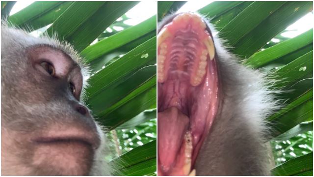 pemilik raih populariti hingga luar negara lepas monyet larikan telefon bimbit