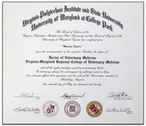 kenali moose si anjing yang terima ijazah phd dalam perubatan veterinar