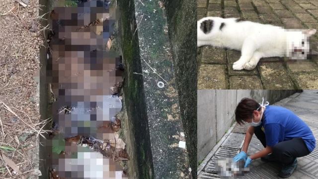 Takut Virus Merebak, Ada Penduduk Di Hong Kong Lempar Haiwan Perliharaan Daripada Tingkat Tinggi