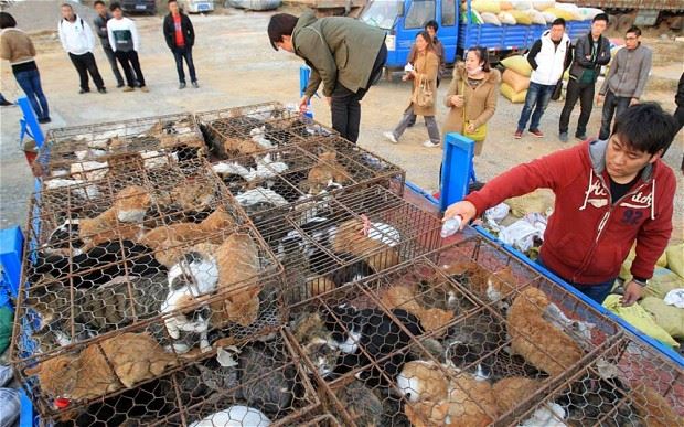 elak koronavirus, bandar shenzen akan mula larang penduduk makan kucing dan anjing