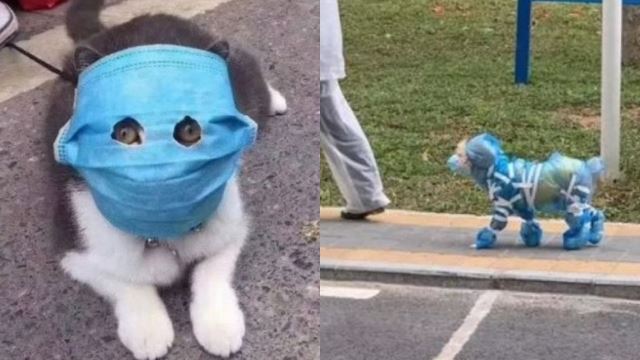 Pemilik Pakaikan Face Mask Pada Kucing, Anjing Pakai Suit Elak Terkena Jangkitan Virus