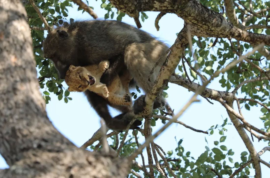 babun jantan culik anak singa, jaga dan urus macam anak sendiri
