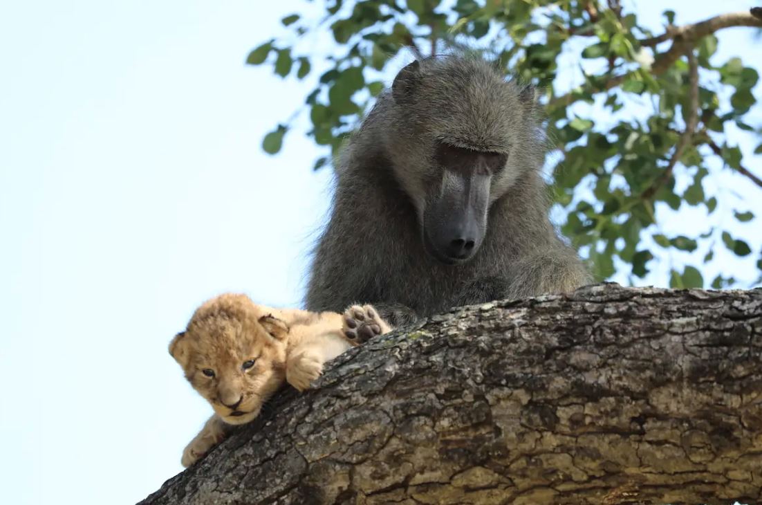 babun jantan culik anak singa, jaga dan urus macam anak sendiri