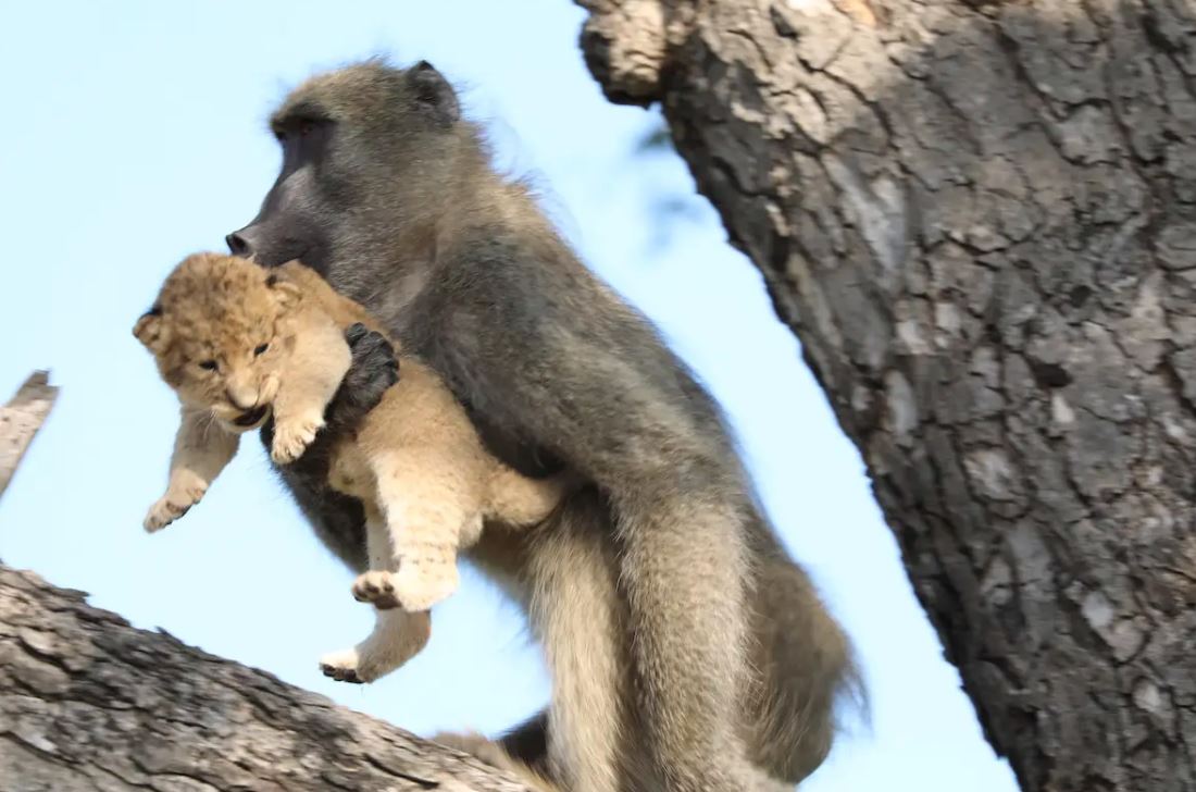 babun jantan culik anak singa, jaga dan urus macam anak sendiri