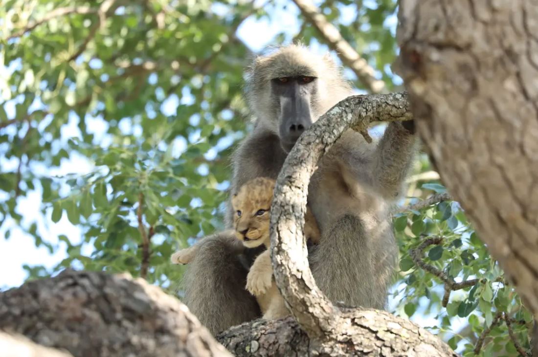 babun jantan culik anak singa, jaga dan urus macam anak sendiri