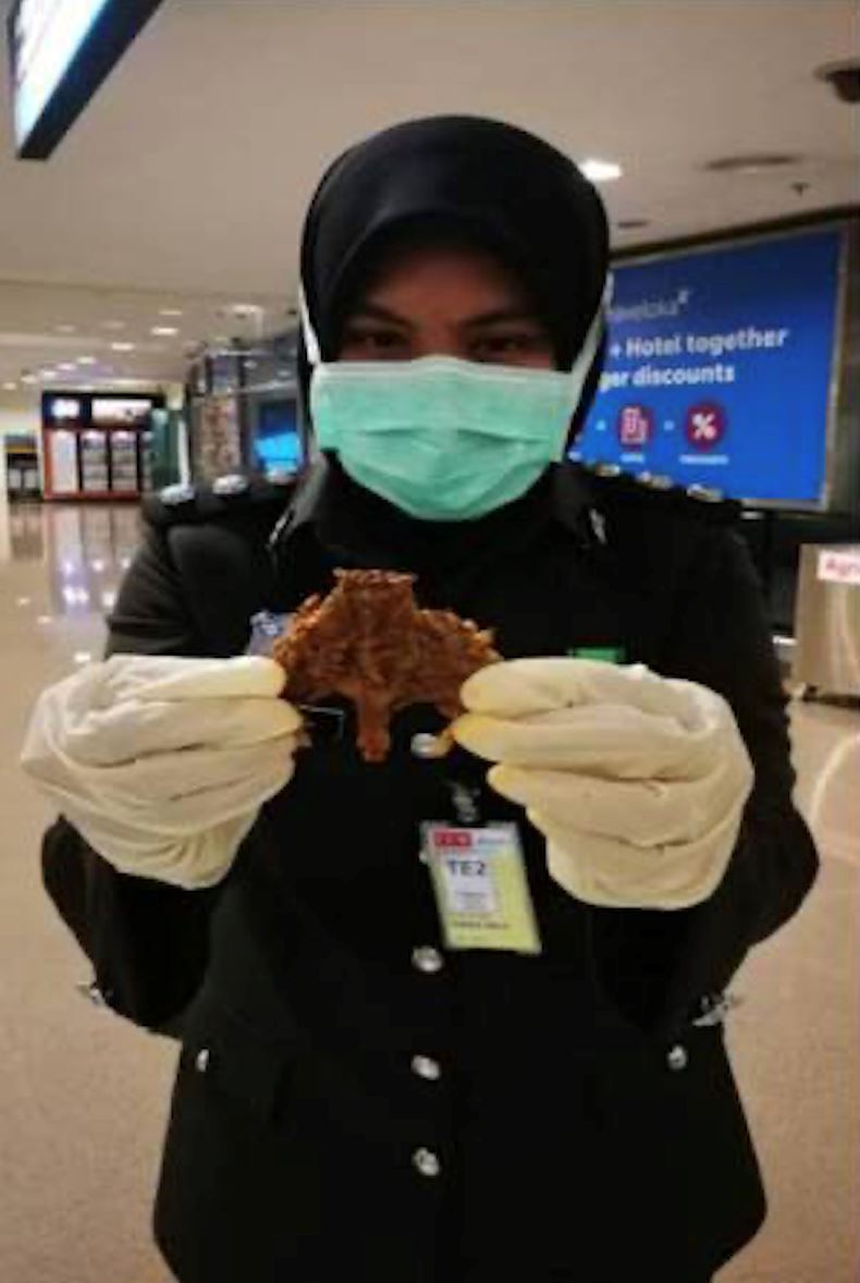 cubaan lelaki bawa masuk tikus kering ke dalam malaysia gagal