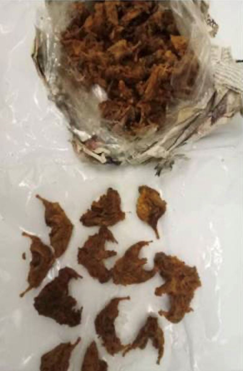 cubaan lelaki bawa masuk tikus kering ke dalam malaysia gagal