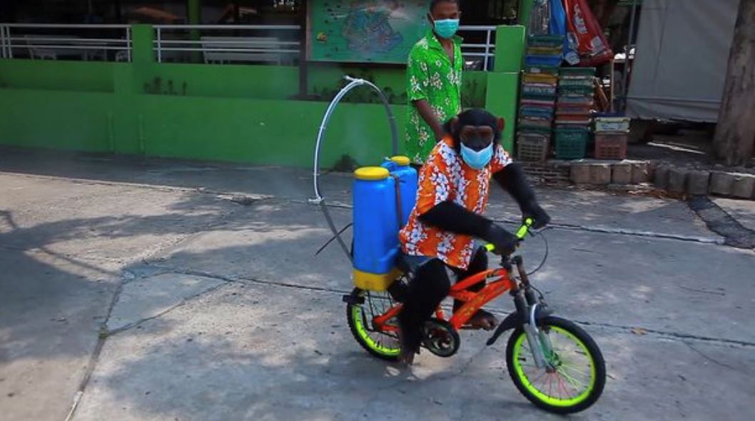 zoo thailand dikecam guna cimpanzi buat proses sanitasi