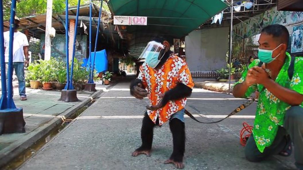 zoo thailand dikecam guna cimpanzi buat proses sanitasi