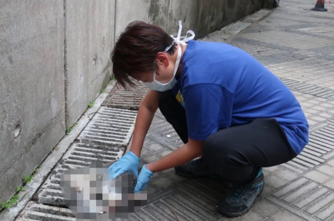 takut virus merebak, ada penduduk di hong kong lempar haiwan perliharaan daripada tingkat tinggi