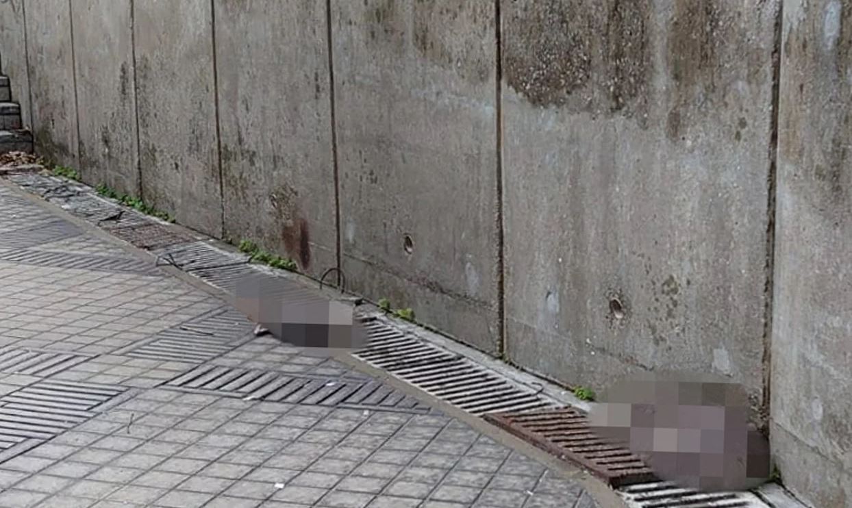 takut virus merebak, ada penduduk di hong kong lempar haiwan perliharaan daripada tingkat tinggi
