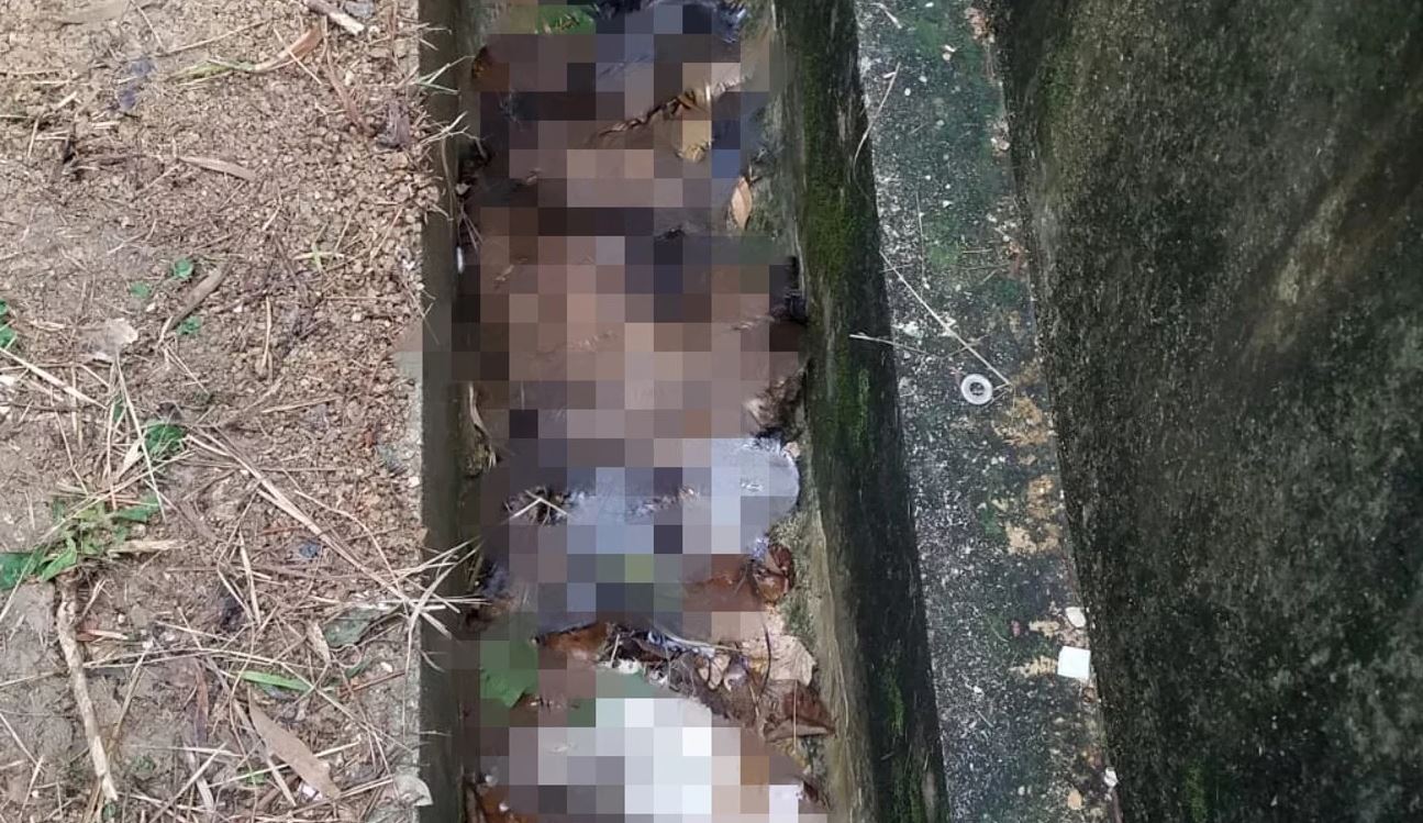 takut virus merebak, ada penduduk di hong kong lempar haiwan perliharaan daripada tingkat tinggi