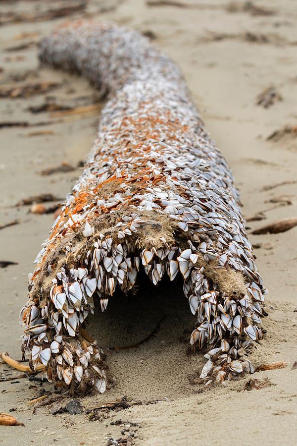 mungkin bernilai jutaan ringgit, makhluk laut berbentuk aneh ditemui