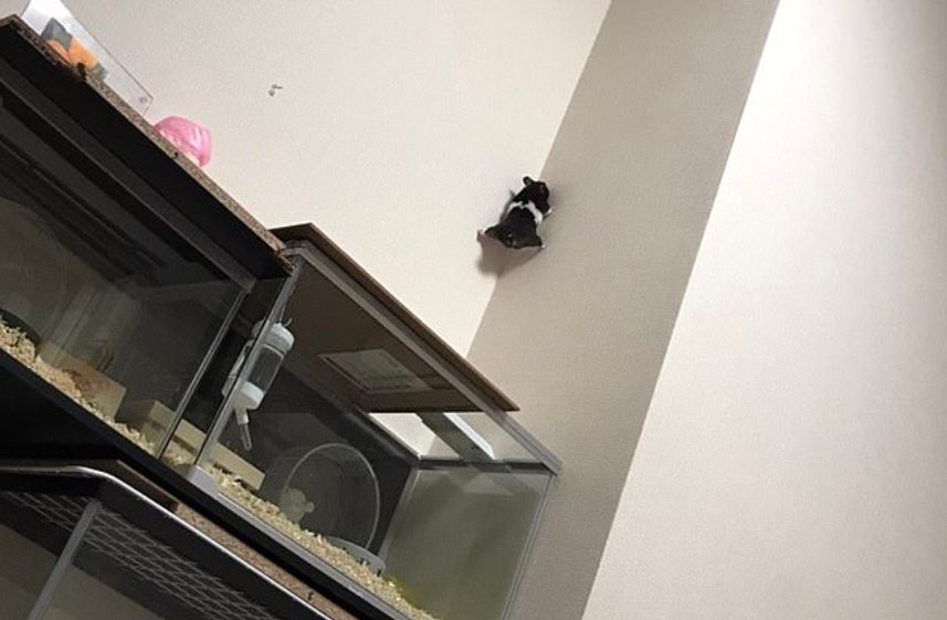 gagal larikan diri panjat dinding, hamster berjaya di ‘tangkap’ semula masuk sangkar