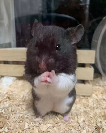 gagal larikan diri panjat dinding, hamster berjaya di ‘tangkap’ semula masuk sangkar