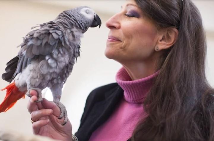 burung kakak tua berjaya kalahkan pelajar kejuruteraan harvard dalam ujian memori