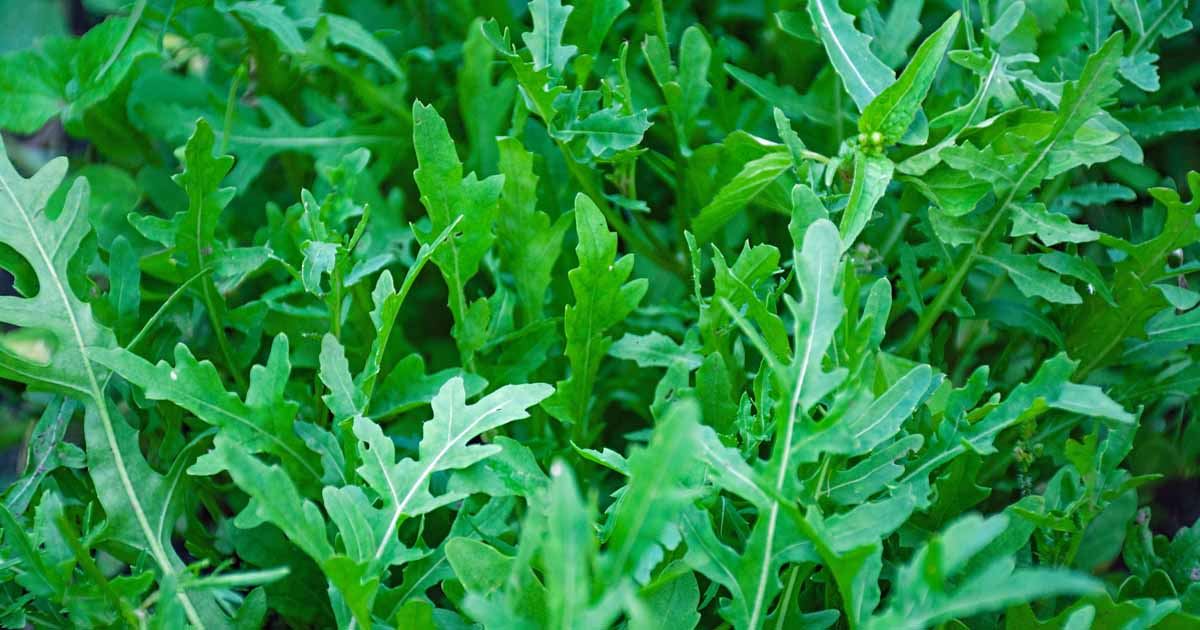 rawat ruam dan gatal kulit dengan sayur arugula?